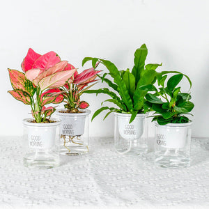 Double Tier Hydroponic Epipremnum Aureum Self-watering Flowerpot Home Decor Double Tier Visual Water Level Flowerpot