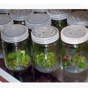 Breathable Glass Bottle For Growing Seedlings