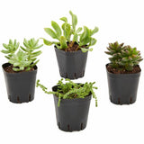 150 Pack Plastic Square Plant Pots for Seedlings, 2.6 Inches, Black 194425204379